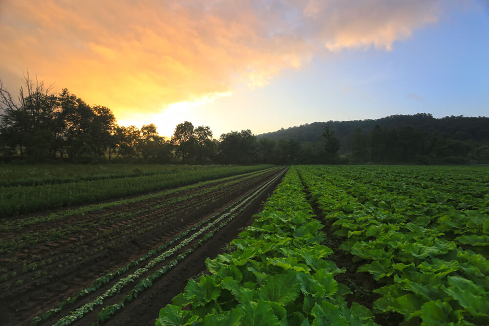 RANCH SIM - HOW TO BUILD A GREENHOUSE AND GROW CROPS 