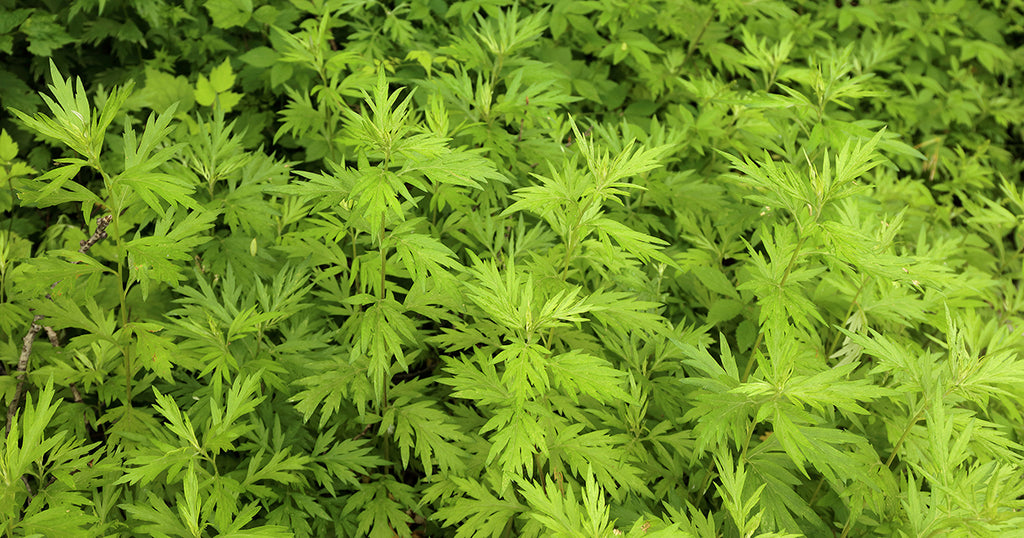 Artemisia Annua: 6 Benefits, Dosage, & Safety