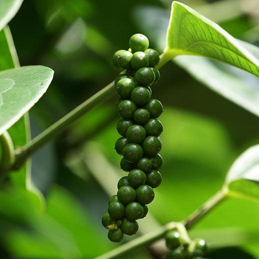 A Guide to Whole Black Peppercorn, Uses, Benefits, Where to Buy