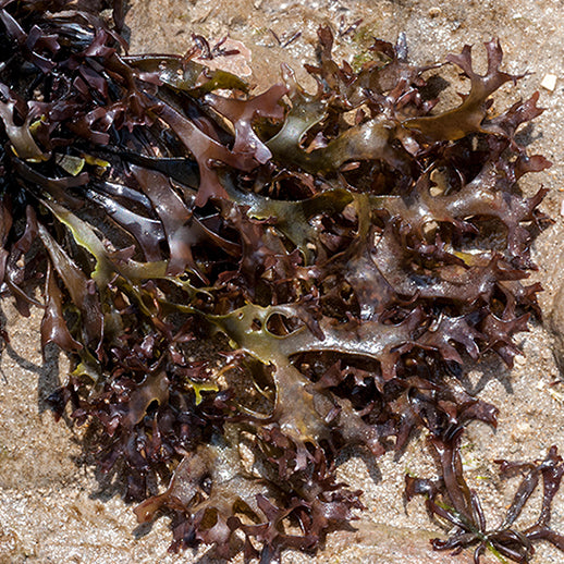 irish moss algae