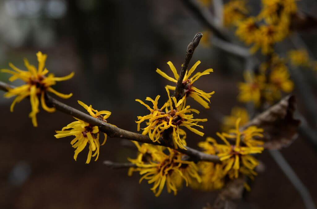 Witchcraft Herb Database