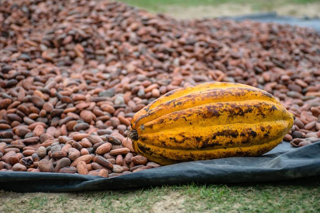 The health benefits of cacao