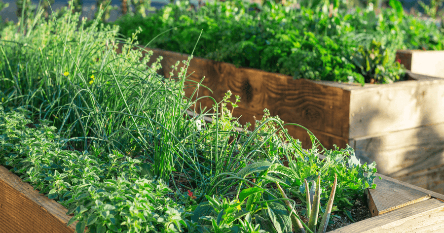 Herb Garden