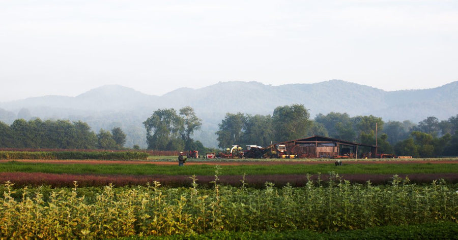 Gaia Herbs farm landscape with mountain backdrop