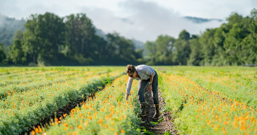 A Summer Update from the Gaia Farm