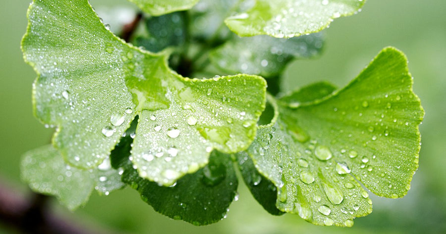 Ginkgo Leafs covered in rain droplets at the Gaia Herbs Farm