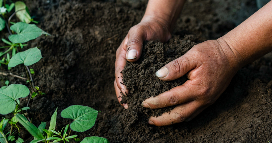 Man digging hands in fresh soil