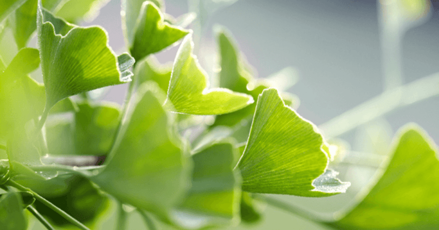 Close up look at ginkgo leaves