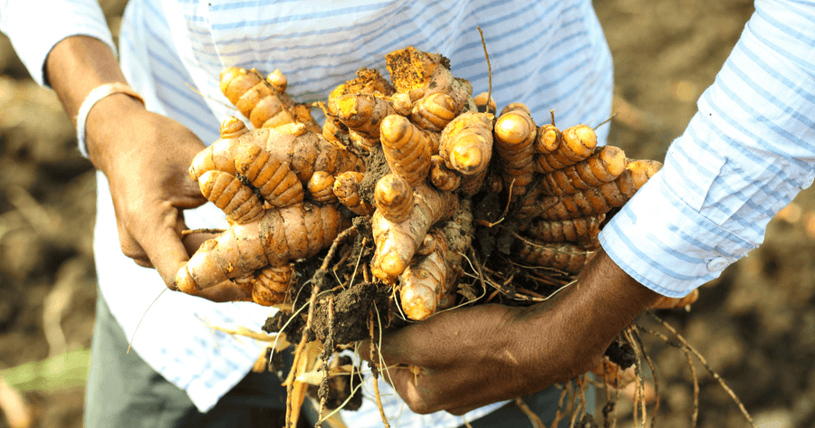 Turmeric root