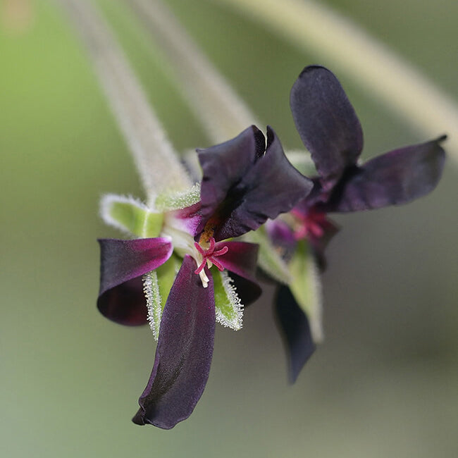 African Geranium close up