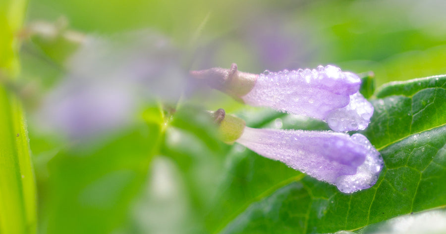 American Skullcap close up