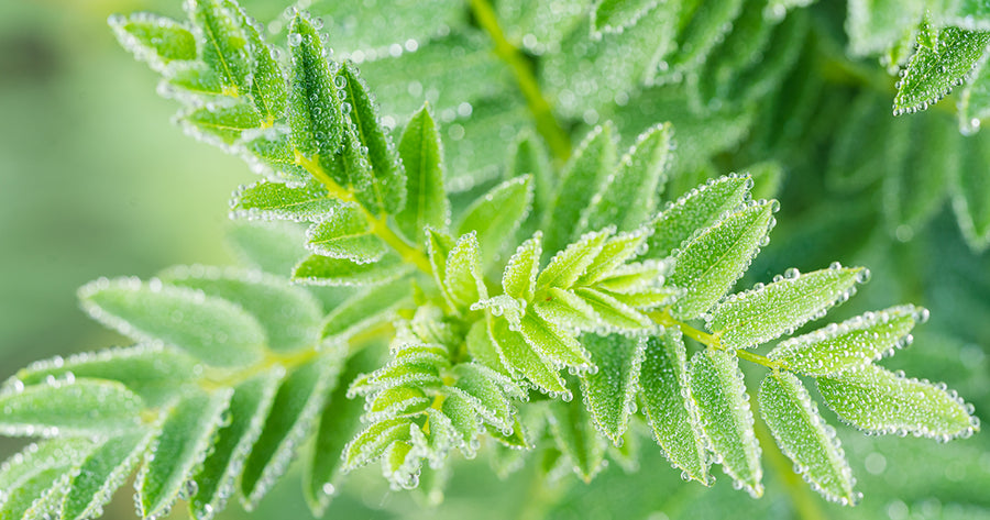 Macro imagery of Astragalus herb