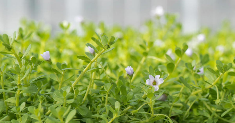 Bacopa herb in Gaia Herbs greenhouse