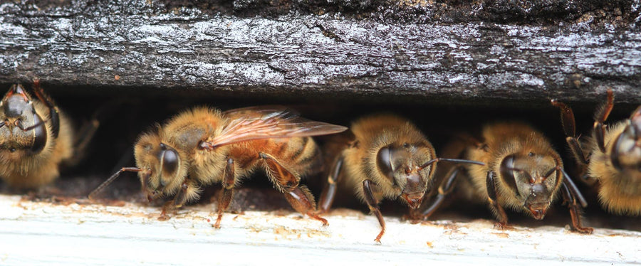 Macro image of bees in a hive