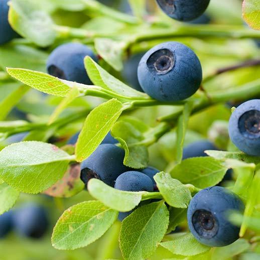 Bilberry fruit close up