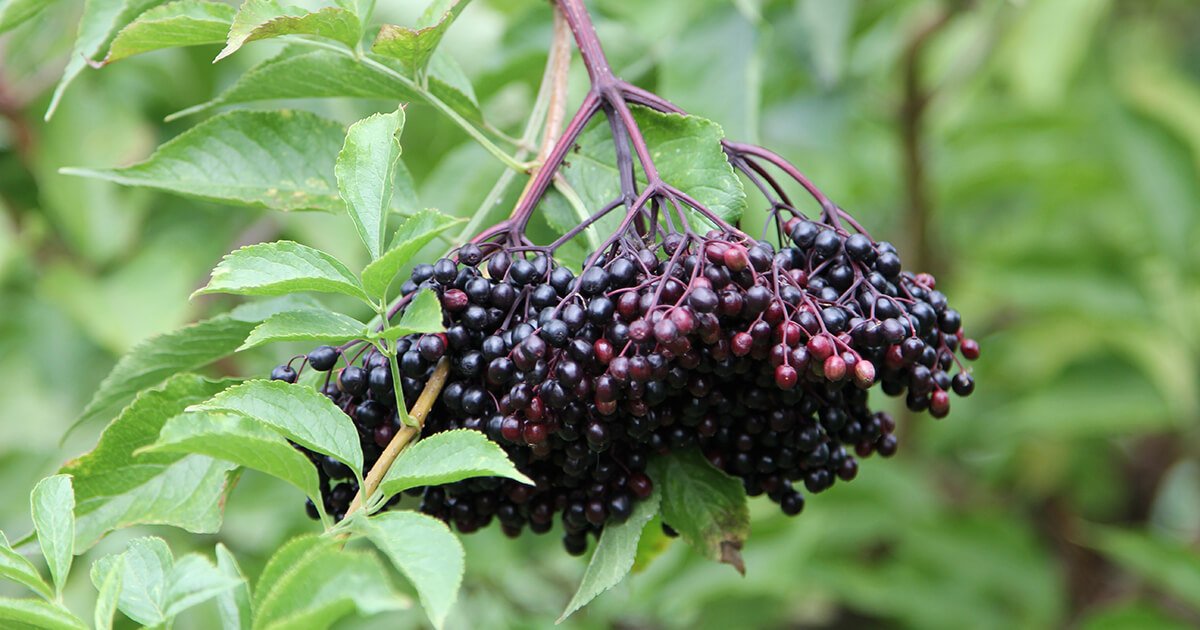 1200px x 630px - Black Elderberry 101 - Everything You Need to Know: Gaia HerbsÂ®