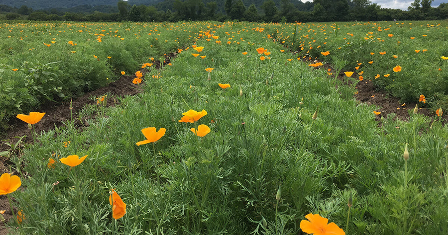 Fields of California Poppy at Gaia Farm