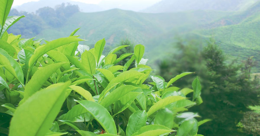 Green Tea leaves in nature with mountain backdrop