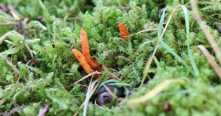 Cordyceps mushrooms in the wild