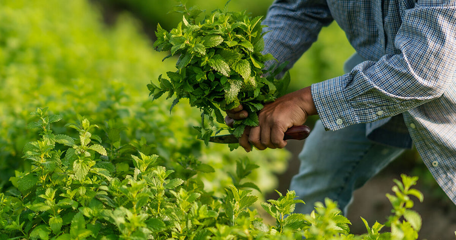 Gaia Herbs farm team member harvesting herbs