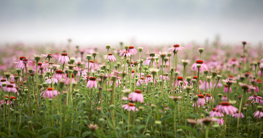 Field of Echinacea at Gaia Herbs farm