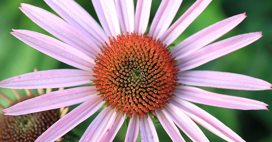 Vibrant Echinacea close up