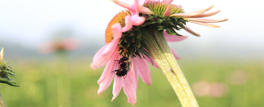 Pink Echinacea herb with bee under petals