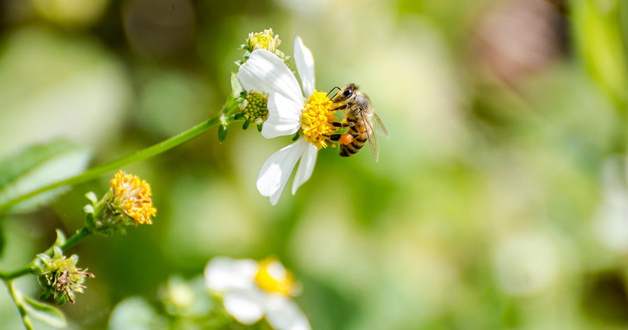 Pollinator bee on flower at Gaia Herbs farm