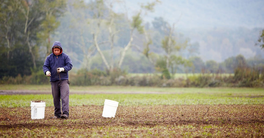 Gaia farm team member in field