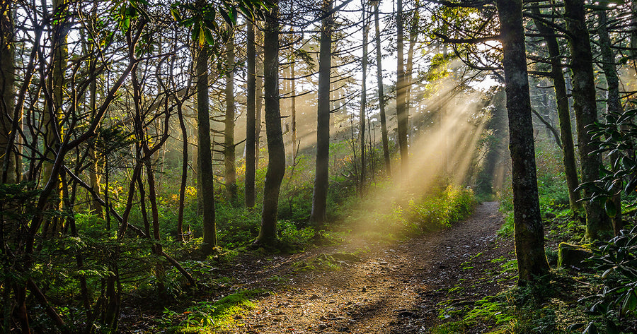 Sun shining on trail in the woods