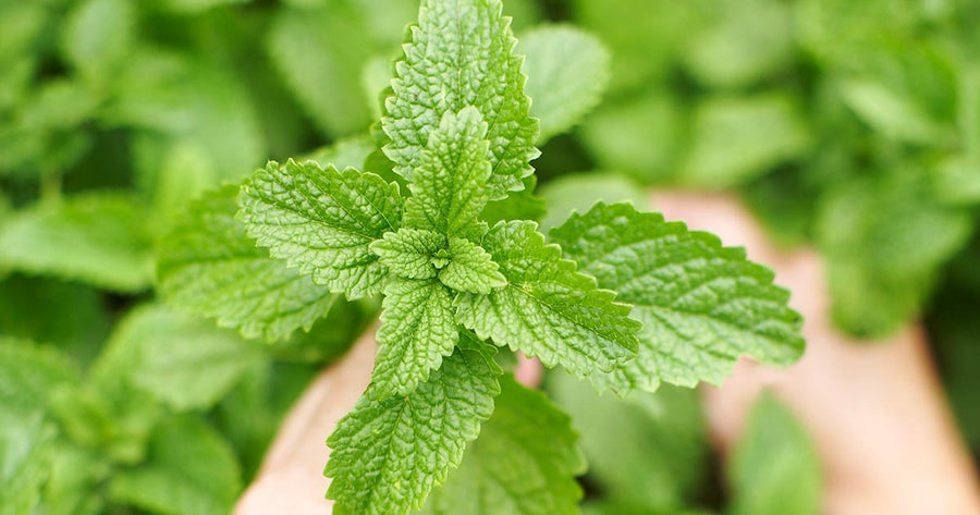 Lemon Balm Herb macro image