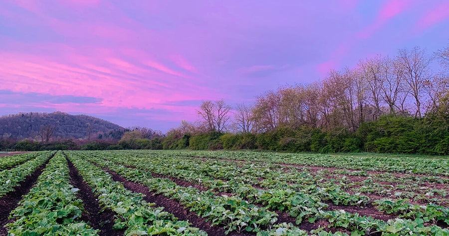 Cotton candy skies above vegetable fields at Gaia Farm