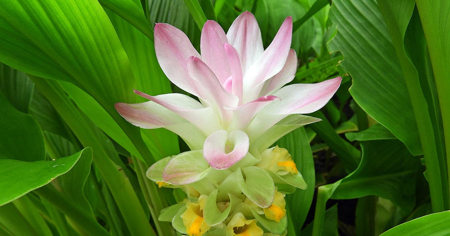 Beautiful Raw Ginger plant