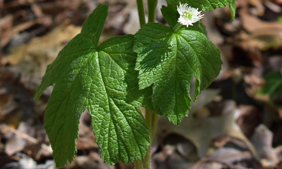 Goldenseal