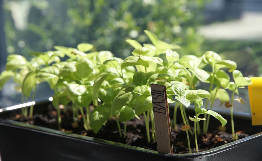 Basil in a growing tray