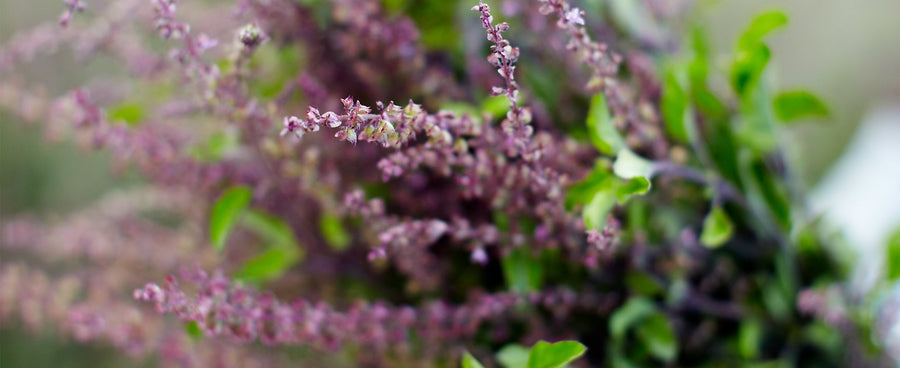 Holy Basil: Stillness in Action