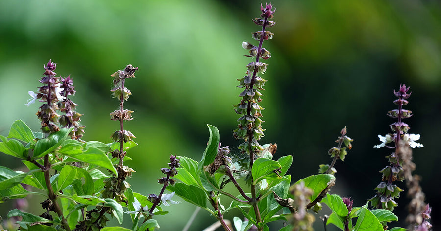 Holy Basil flowers in nature