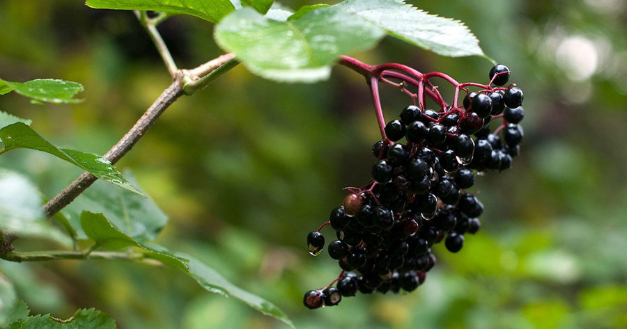 Black Elderberry on tree