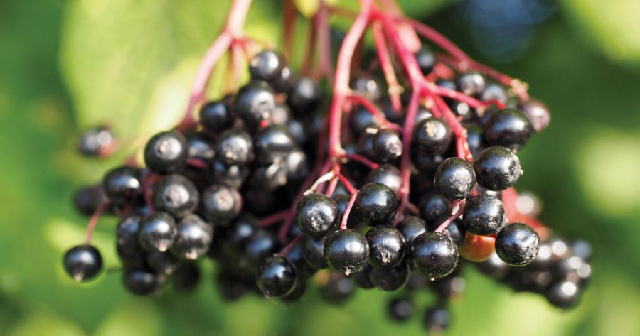 Elderberry macro on vine