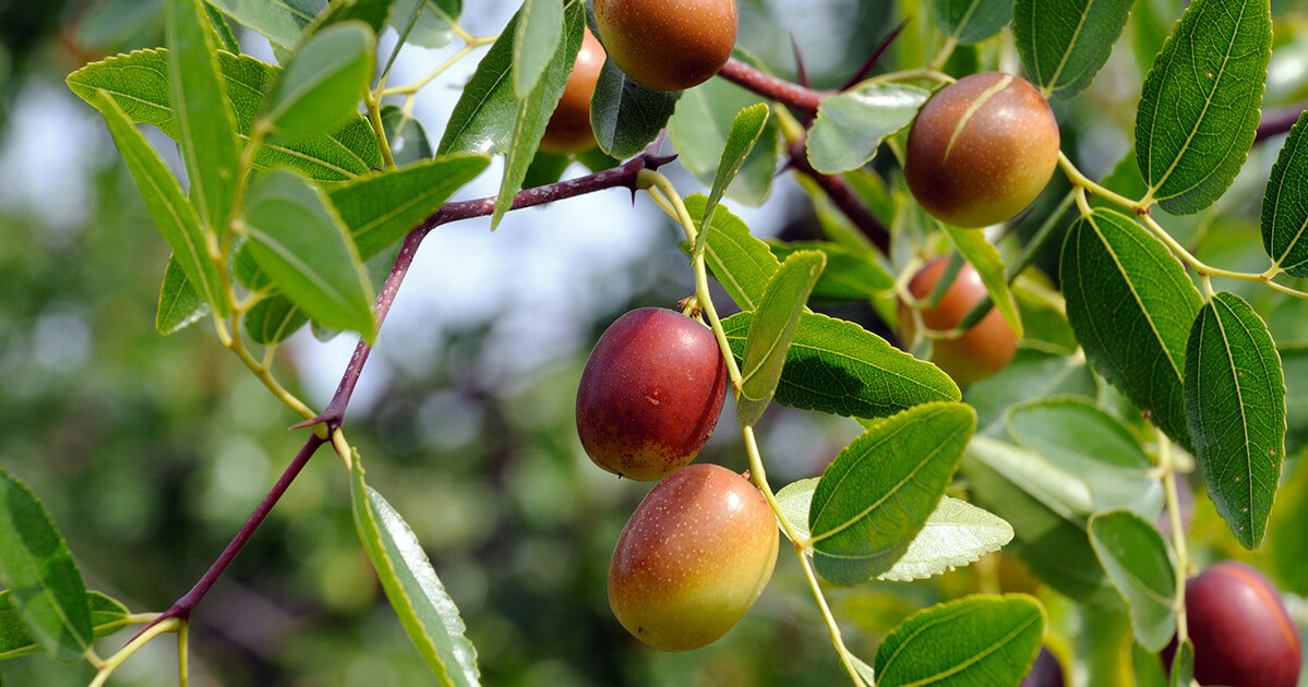 Jujube all purpose sale