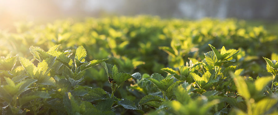 Lemon Balm patch 