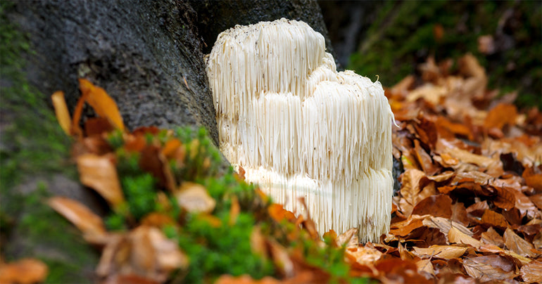 Lion's Mane mushroom growing in the wild