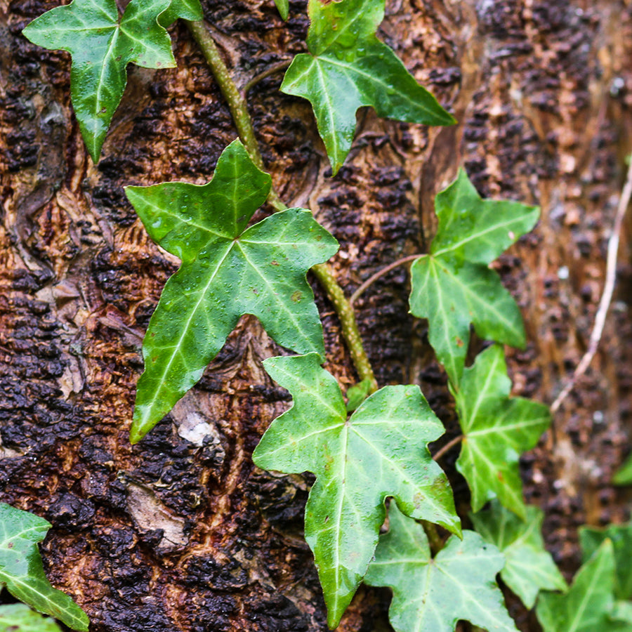 English Ivy