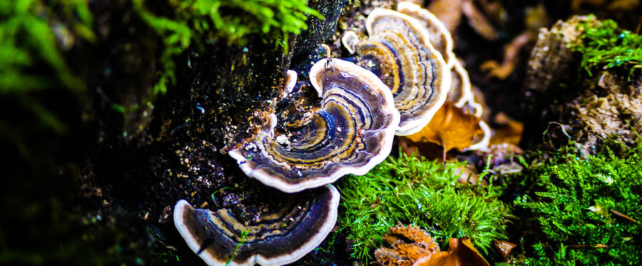 Turkey Tail mushrooms found in nature