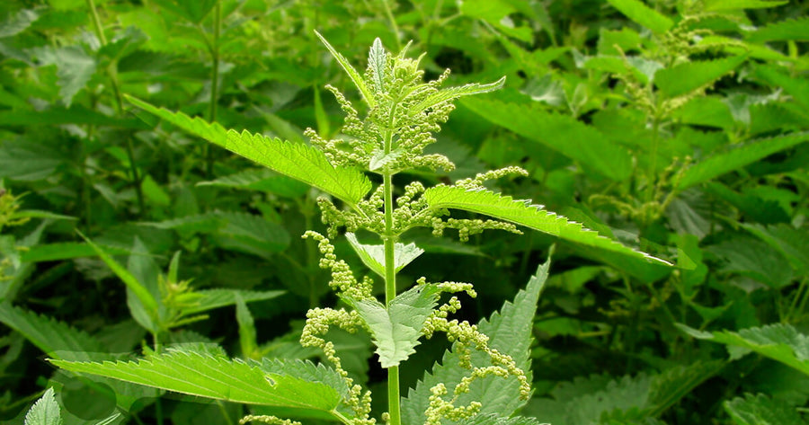 Nettle buds at the Gaia Herbs Farm