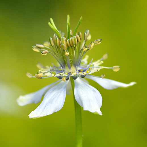 Black Seed