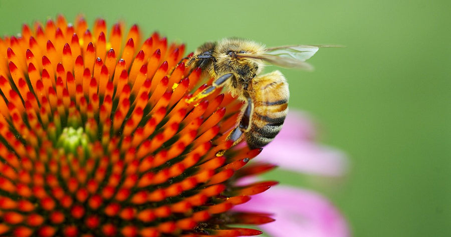 Bee gathering pollen on Echinacea at Gaia Herbs farm