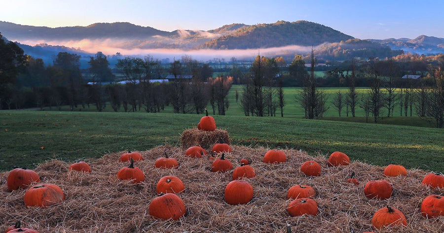 Waste Not: 7 Ways to Make the Most of Your Halloween Pumpkins