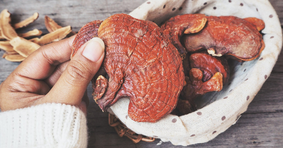 Reishi mushrooms