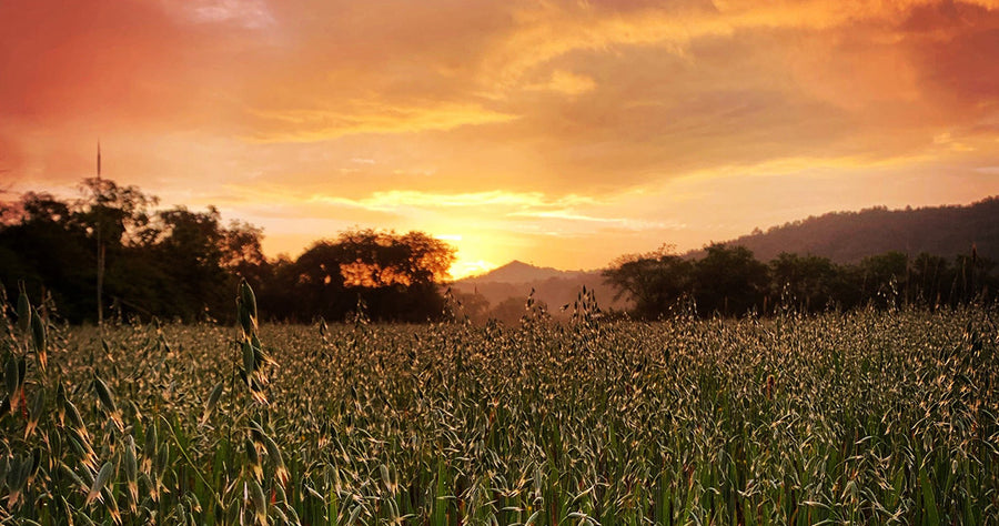 Sunrise over oats at Gaia Farm